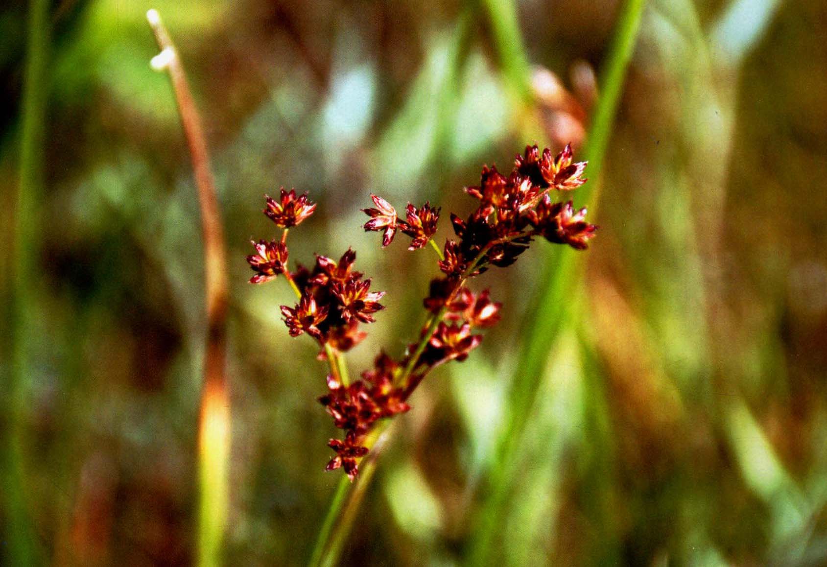 小花灯心草